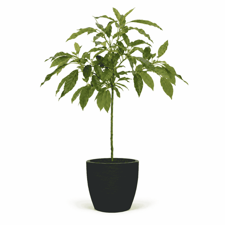 Cold Hardy Avocado Tree hide