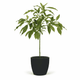 Cold Hardy Avocado Tree hide