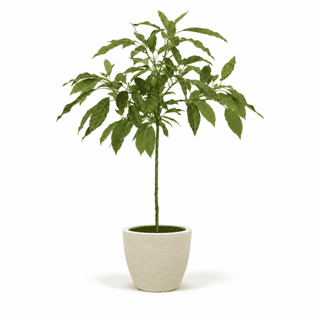 Cold Hardy Avocado Tree hide
