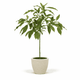 Cold Hardy Avocado Tree hide
