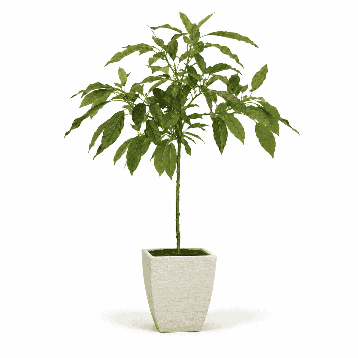 Cold Hardy Avocado Tree hide