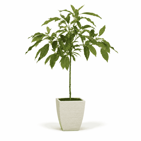 Cold Hardy Avocado Tree hide