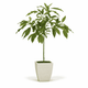 Cold Hardy Avocado Tree hide