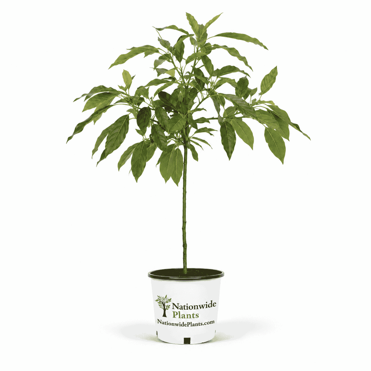Cold Hardy Avocado Tree hide