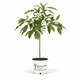 Cold Hardy Avocado Tree hide