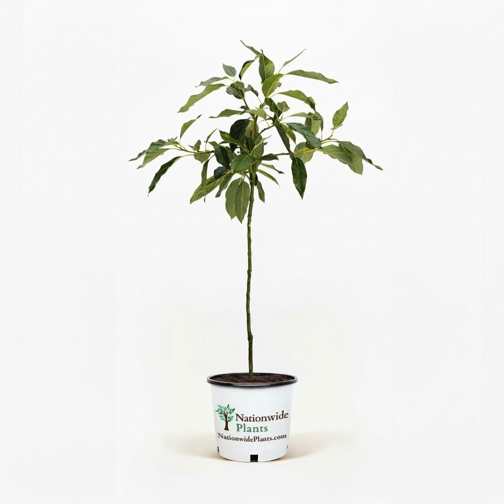 Cold Hardy Avocado Tree