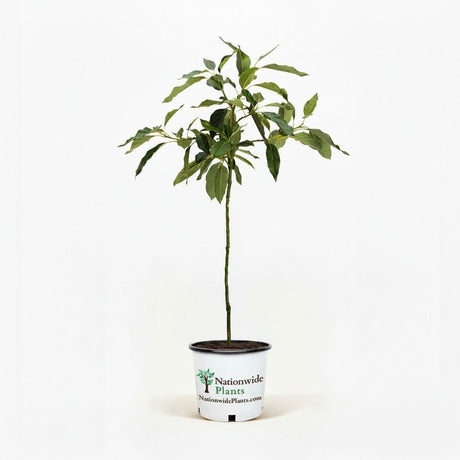 Cold Hardy Avocado Tree