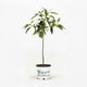 Cold Hardy Avocado Tree