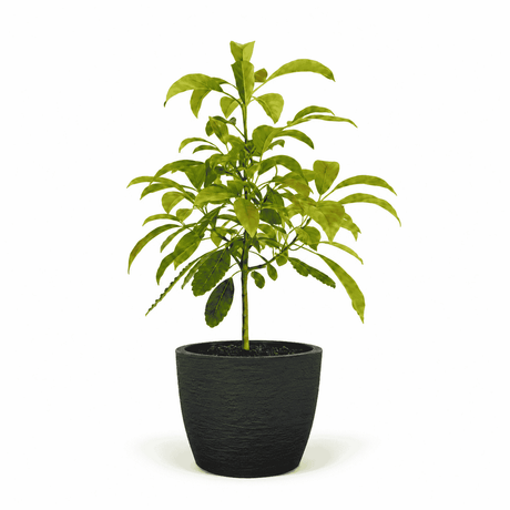 Hass Avocado Tree hide
