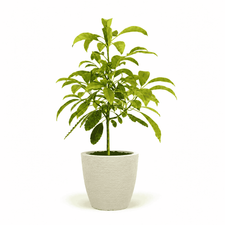 Hass Avocado Tree hide