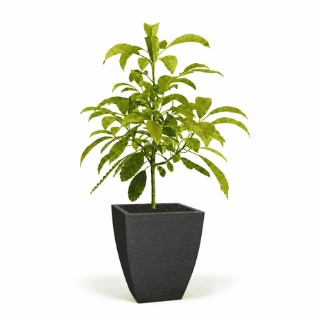 Hass Avocado Tree hide