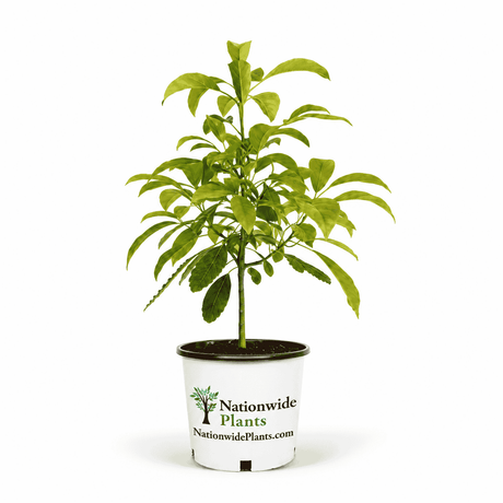 Hass Avocado Tree hide
