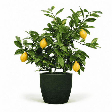 Improved Meyer Lemon Bush in Pot hide