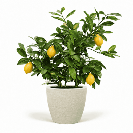 Improved Meyer Lemon Bush in Pot hide