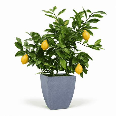 Improved Meyer Lemon Bush