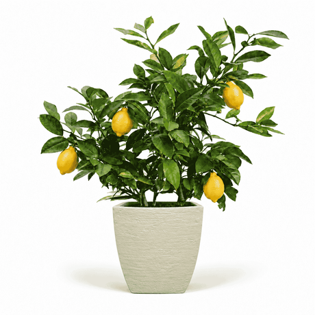 Improved Meyer Lemon Bush in Pot hide