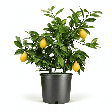 Improved Meyer Lemon Bush in Pot hide