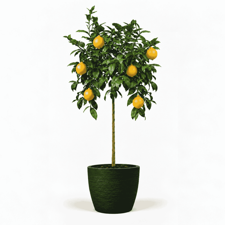 Improved Meyer Lemon Tree hide