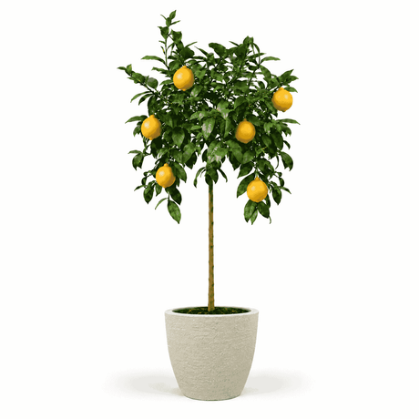 Improved Meyer Lemon Tree hide