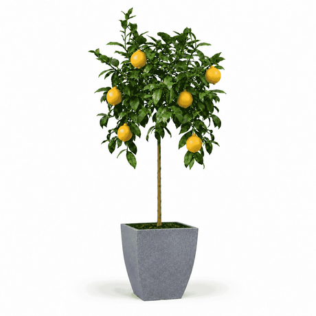 Improved Meyer Lemon Tree hide