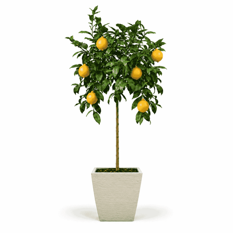 Improved Meyer Lemon Tree hide