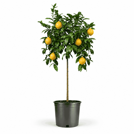 Improved Meyer Lemon Tree hide