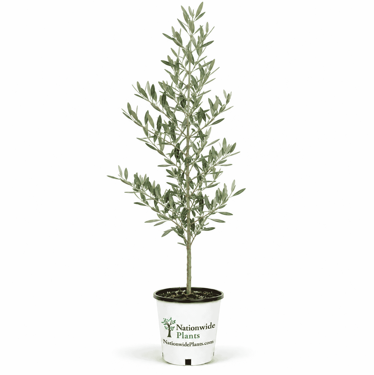 Beware- not all Frantoio Olive Trees are the same.