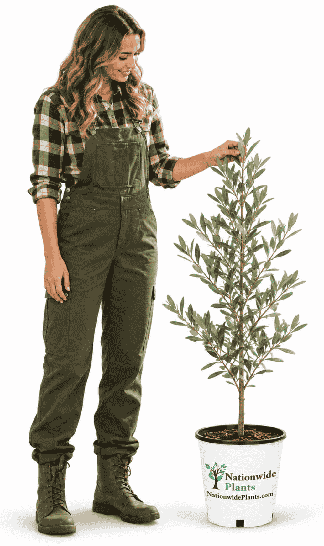 Frantoio Olive Tree