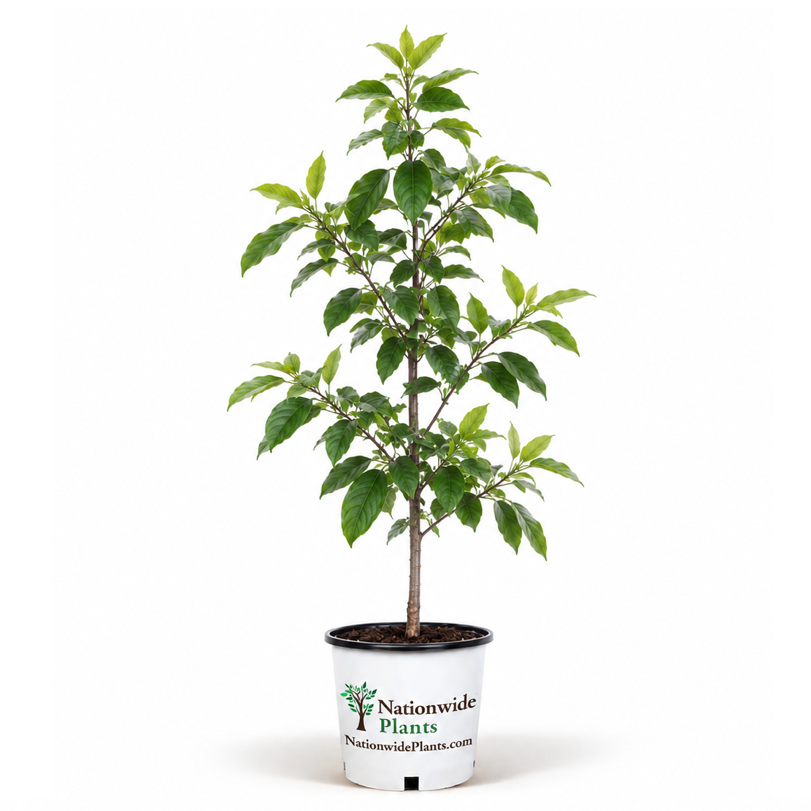 You Want Sugar Apple Trees Grown by Experts