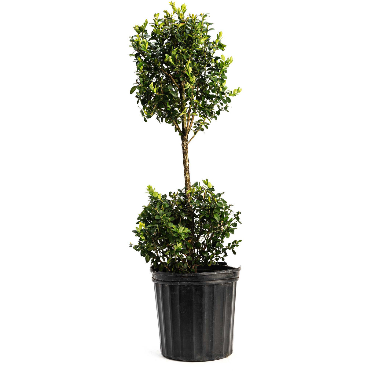 Green Mountain Topiary Boxwood (Ball)