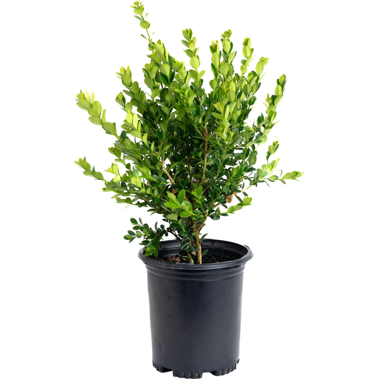 Winter Gem Boxwood Shrub