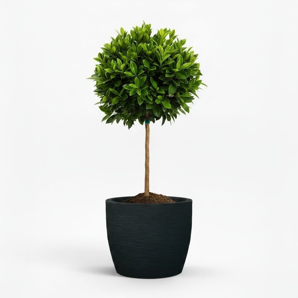 English Laurel Topiary (Single Ball)