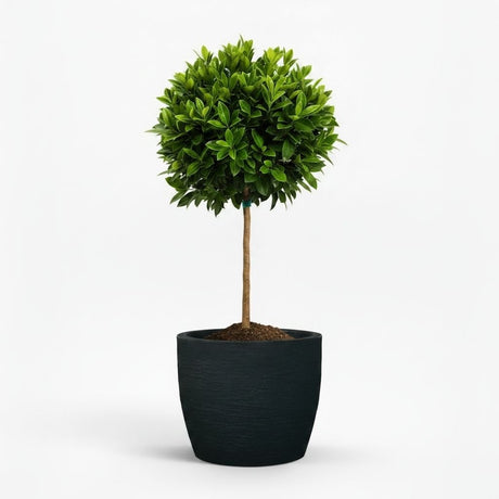 English Laurel Topiary (Single Ball)