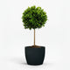 English Laurel Topiary (Single Ball)
