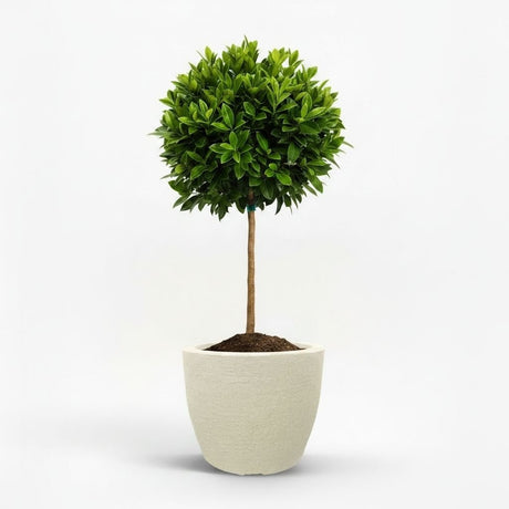 English Laurel Topiary (Single Ball)