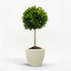 English Laurel Topiary (Single Ball)