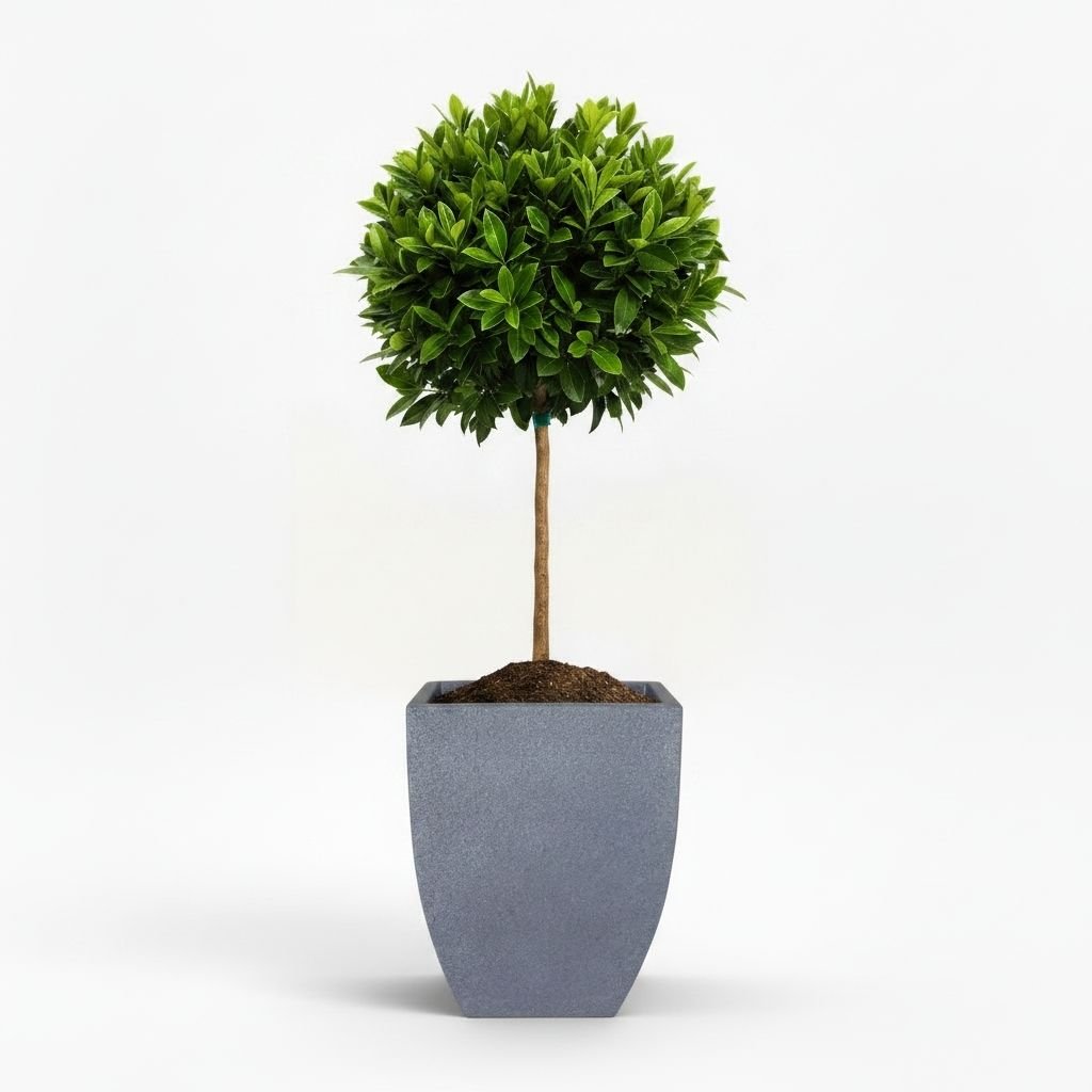 English Laurel Topiary (Single Ball)