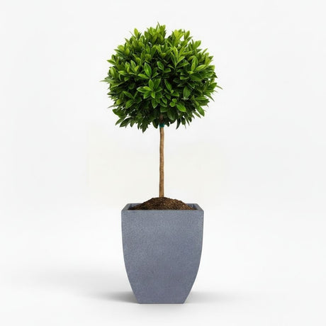 English Laurel Topiary (Single Ball)