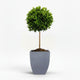 English Laurel Topiary (Single Ball)