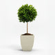 English Laurel Topiary (Single Ball)