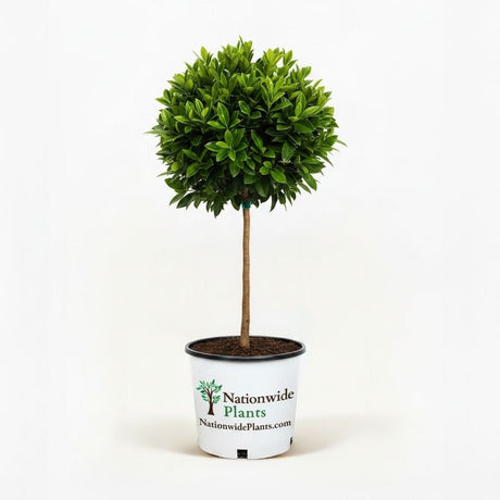 English Laurel Topiary (Single Ball)