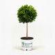 English Laurel Topiary (Single Ball)