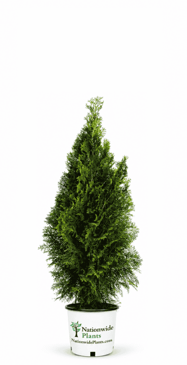Beware- Not all Emerald Green Arborvitaes are the Same!