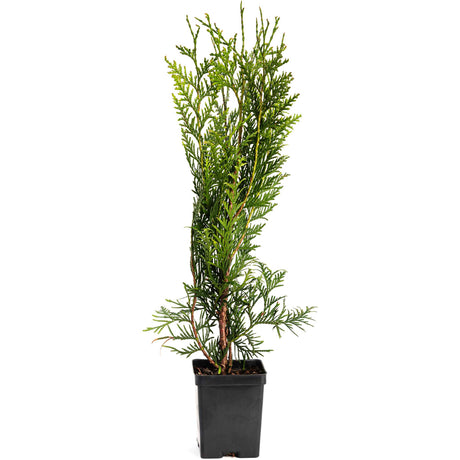 Thuja Green Giant Trees