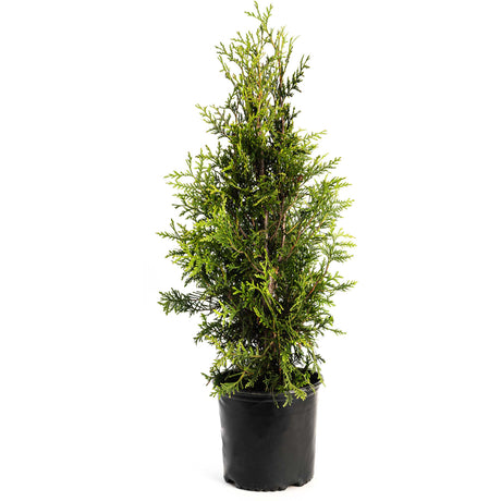Thuja Green Giant Trees