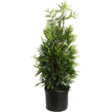 Thuja Green Giant Trees