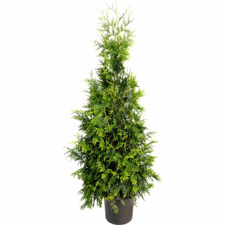 Thuja Green Giant Trees