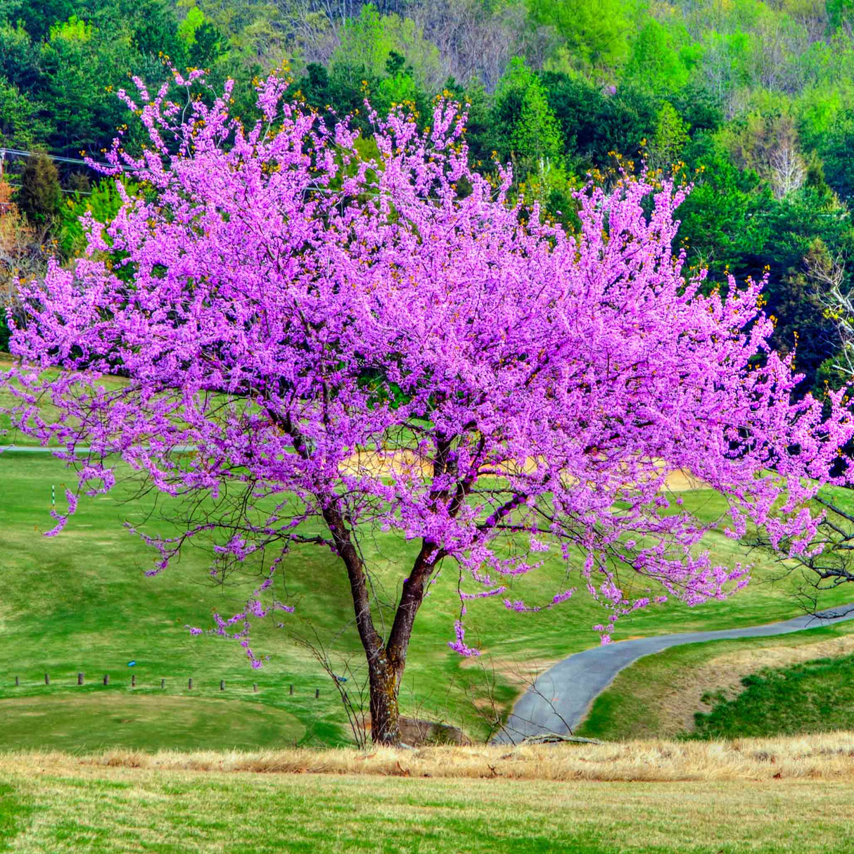 A vibrant Eastern Redbud tree in full bloom, displaying an abundance of bright pink flowers that cover its branches. The tree stands alone in a grassy, open landscape with lush green trees in the background, creating a striking contrast between the pink blossoms and the surrounding greenery.