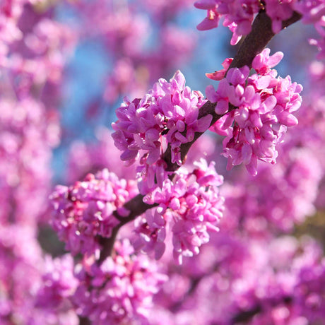 Close-up of an Eastern Redbud branch covered in clusters of vibrant pink blossoms, set against a softly blurred background of additional pink blooms and hints of blue sky. The flowers create a dense, colorful display characteristic of the Eastern Redbud’s early spring bloom.