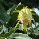 Pale yellow dragon fruit flower partially open on thick green cactus foliage.